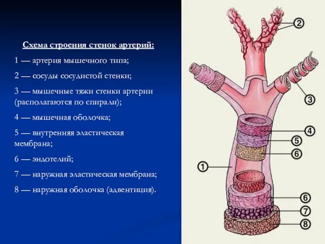 Схема строения стенок артерий: 1 — артерия мышечного типа; 2