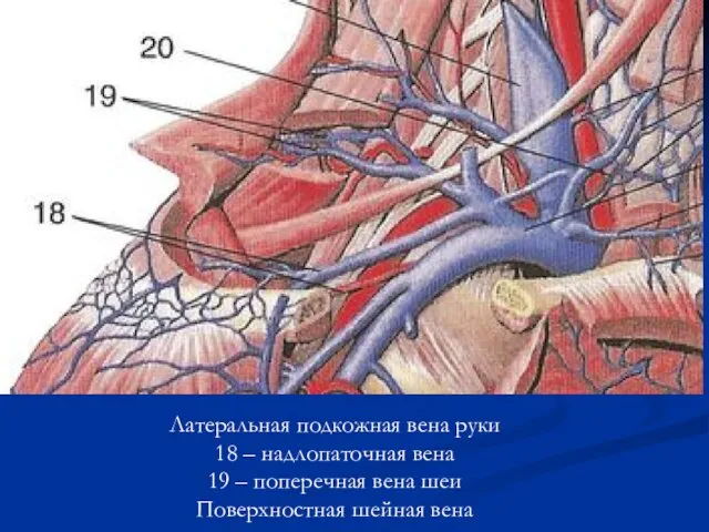 Латеральная подкожная вена руки 18 – надлопаточная вена 19 – поперечная вена шеи Поверхностная шейная вена