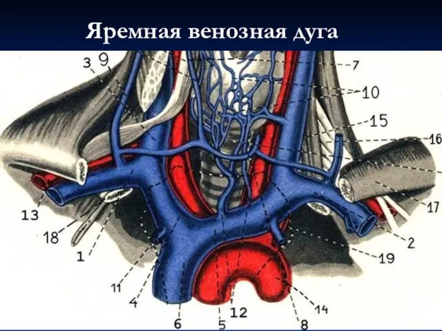 Яремная венозная дуга