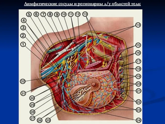 Лимфатические сосуды и регионарны л/у областей тела: