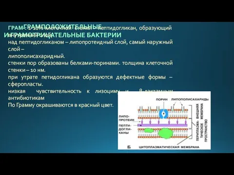 ГРАМПОЛОЖИТЕЛЬНЫЕ И ГРАМОТРИЦАТЕЛЬНЫЕ БАКТЕРИИ ГРАМ-: 1-10% клеточной стенки – пептидогликан,