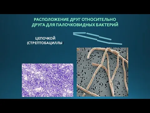 РАСПОЛОЖЕНИЕ ДРУГ ОТНОСИТЕЛЬНО ДРУГА ДЛЯ ПАЛОЧКОВИДНЫХ БАКТЕРИЙ ЦЕПОЧКОЙ (СТРЕПТОБАЦИЛЛЫ)