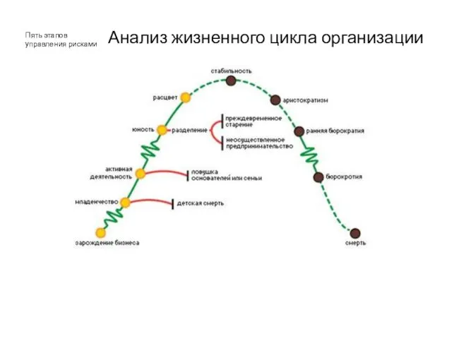 Пять этапов управления рисками Анализ жизненного цикла организации