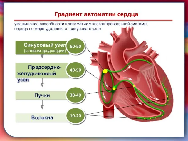 Клапан —, образованная складками его внутренней оболочки, обеспечивает однонаправленный ток