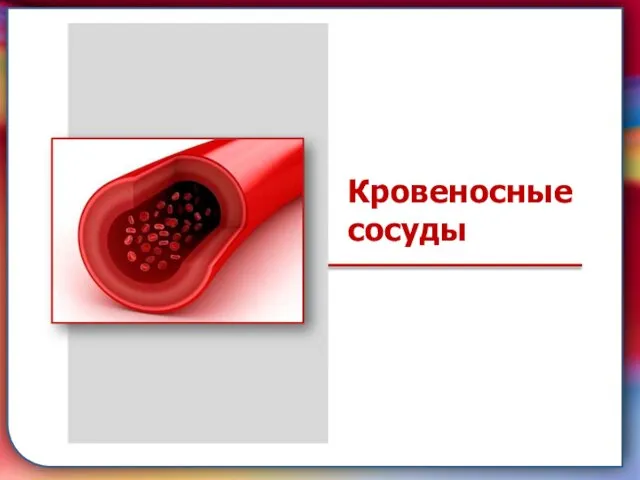 Клапан —, образованная складками его внутренней оболочки, обеспечивает однонаправленный ток