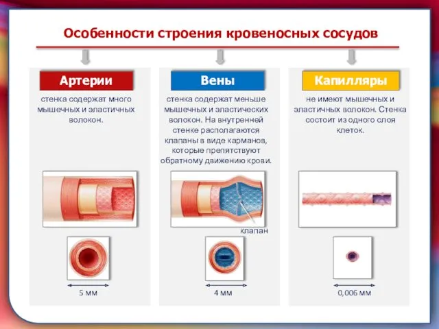 Клапан —, образованная складками его внутренней оболочки, обеспечивает однонаправленный ток