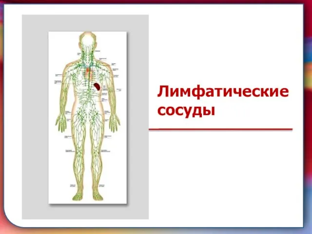 Клапан —, образованная складками его внутренней оболочки, обеспечивает однонаправленный ток