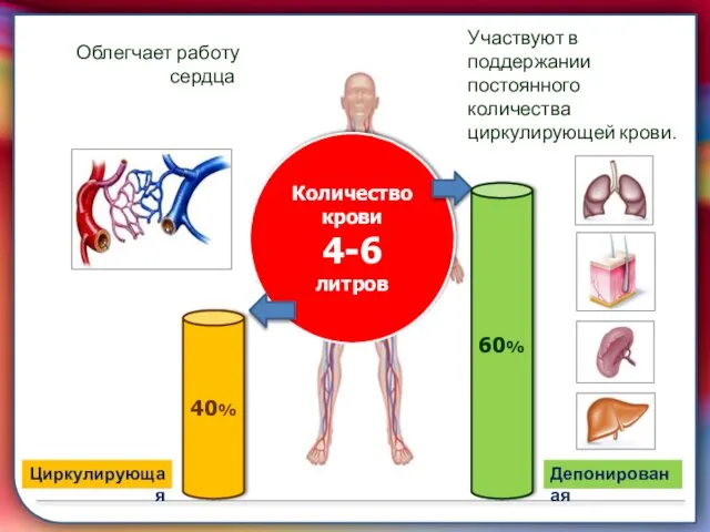 складками его внутренней оболочки, обеспечивает однонаправленный ток крови за счет