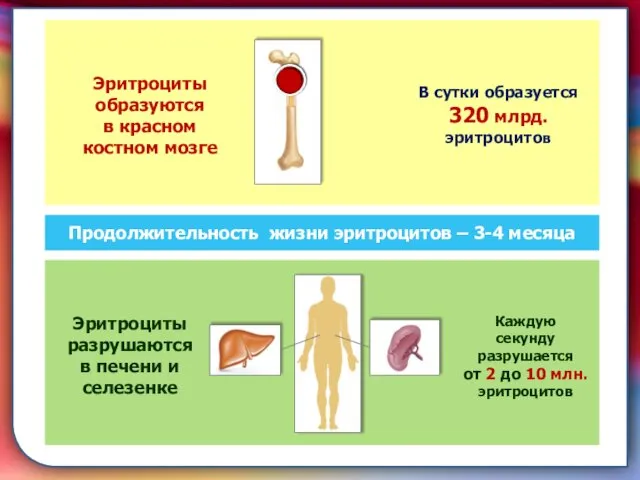 складками его внутренней оболочки, обеспечивает однонаправленный ток крови за счет