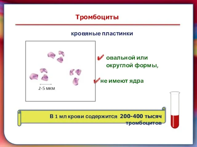 складками его внутренней оболочки, обеспечивает однонаправленный ток крови за счет