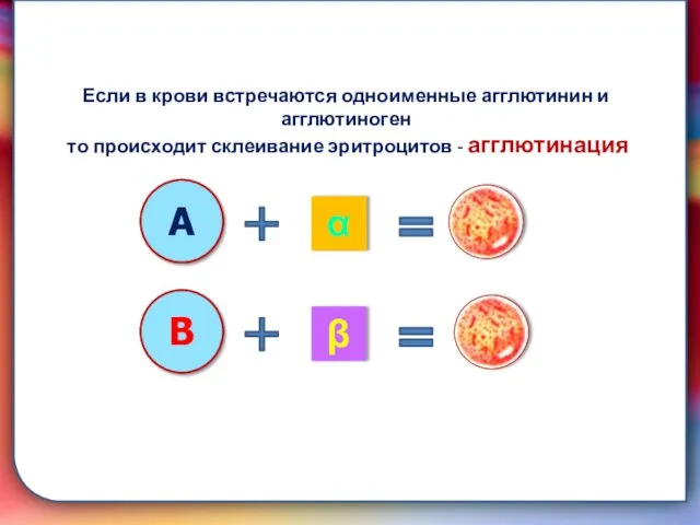 складками его внутренней оболочки, обеспечивает однонаправленный ток крови за счет