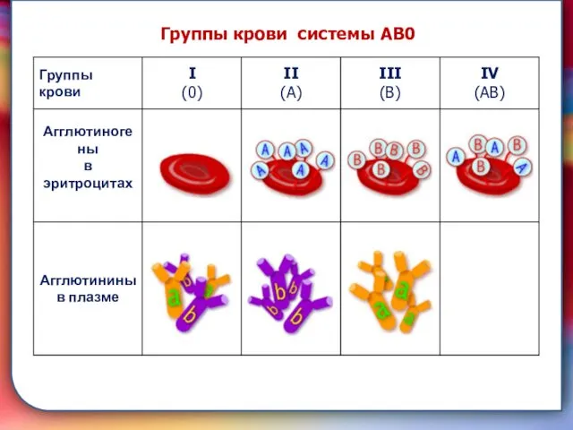 складками его внутренней оболочки, обеспечивает однонаправленный ток крови за счет