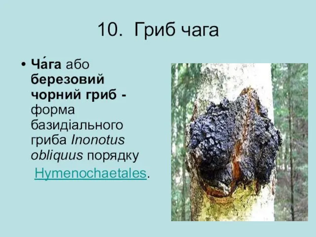 10. Гриб чага Ча́га або березовий чорний гриб -форма базидіального гриба Inonotus obliquus порядку Hymenochaetales.