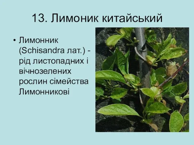 13. Лимоник китайський Лимонник (Schisandra лат.) - рід листопадних і вічнозелених рослин сімейства Лимонникові