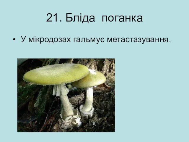 21. Бліда поганка У мікродозах гальмує метастазування.