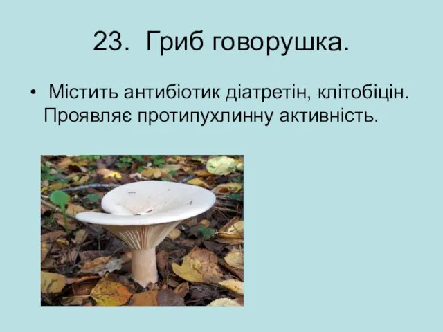 23. Гриб говорушка. Містить антибіотик діатретін, клітобіцін. Проявляє протипухлинну активність.