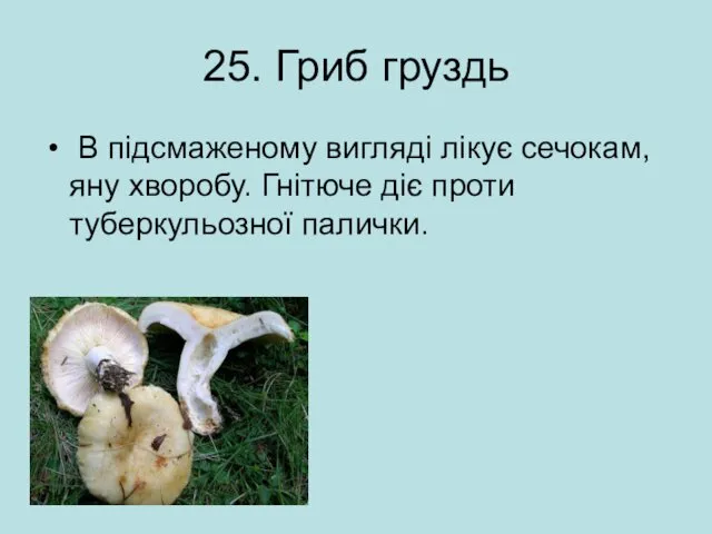 25. Гриб груздь В підсмаженому вигляді лікує сечокам,яну хворобу. Гнітюче діє проти туберкульозної палички.