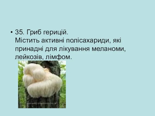 35. Гриб герицій. Містить активні полісахариди, які принадні для лікування меланоми, лейкозів, лімфом.