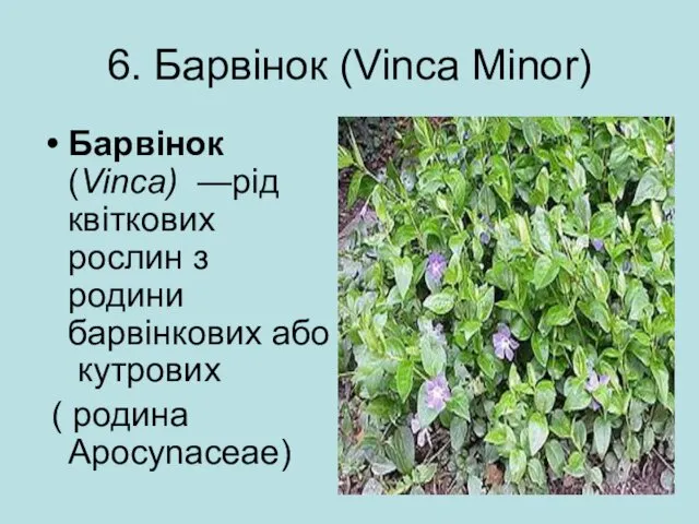 6. Барвінок (Vinca Minor) Барвінок (Vinca) —рід квіткових рослин з