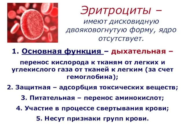 Эритроциты – имеют дисковидную двояковогнутую форму, ядро отсутствует. 1. Основная