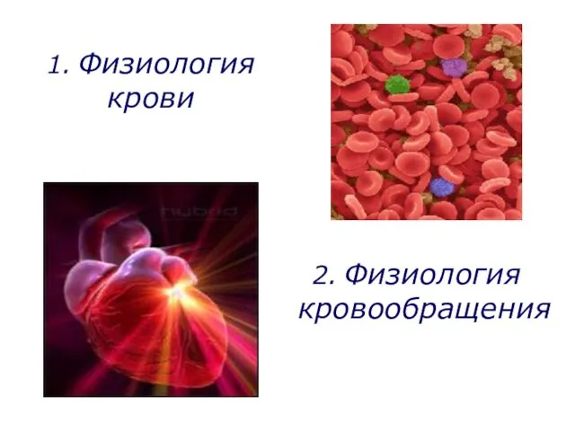 2. Физиология кровообращения 1. Физиология крови