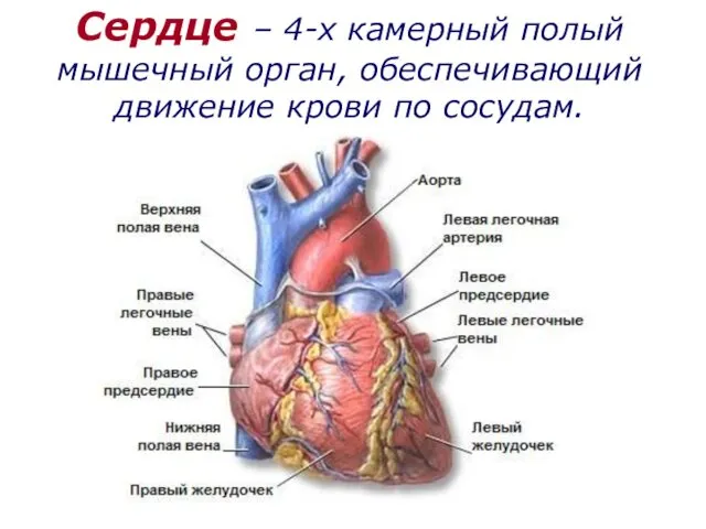 Сердце – 4-х камерный полый мышечный орган, обеспечивающий движение крови по сосудам.