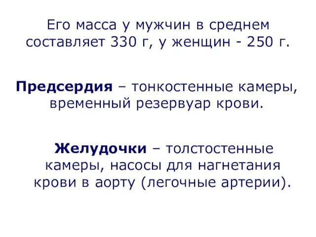 Желудочки – толстостенные камеры, насосы для нагнетания крови в аорту