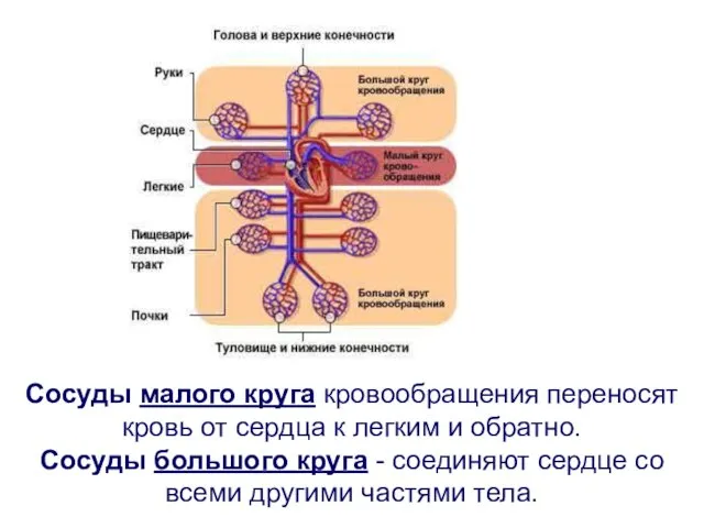 Сосуды малого круга кровообращения переносят кровь от сердца к легким