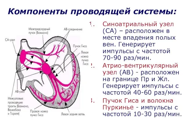 Компоненты проводящей системы: Синоатриальный узел (СА) – расположен в месте