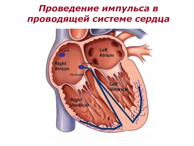 Проведение импульса в проводящей системе сердца