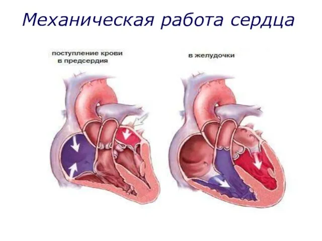 Механическая работа сердца