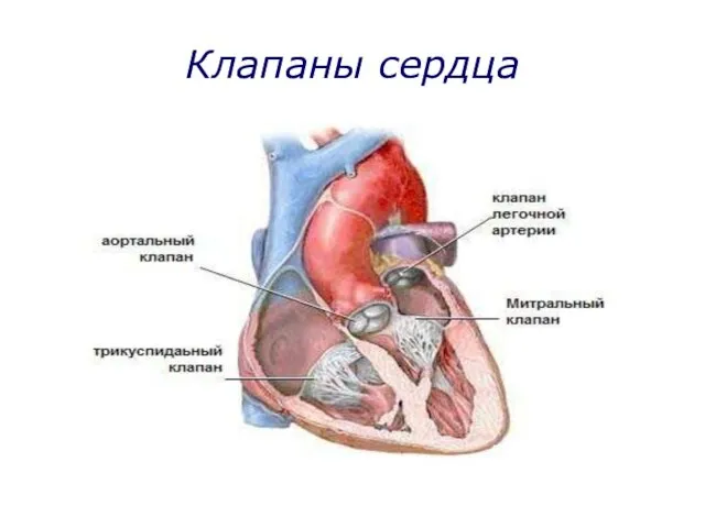 Клапаны сердца