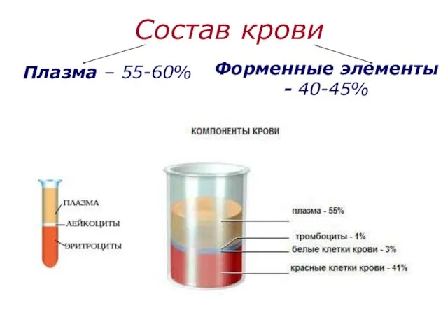 Состав крови Плазма – 55-60% Форменные элементы - 40-45%