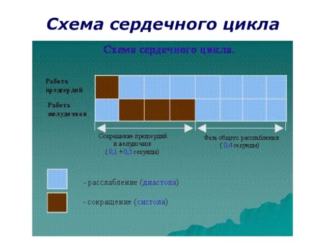 Схема сердечного цикла