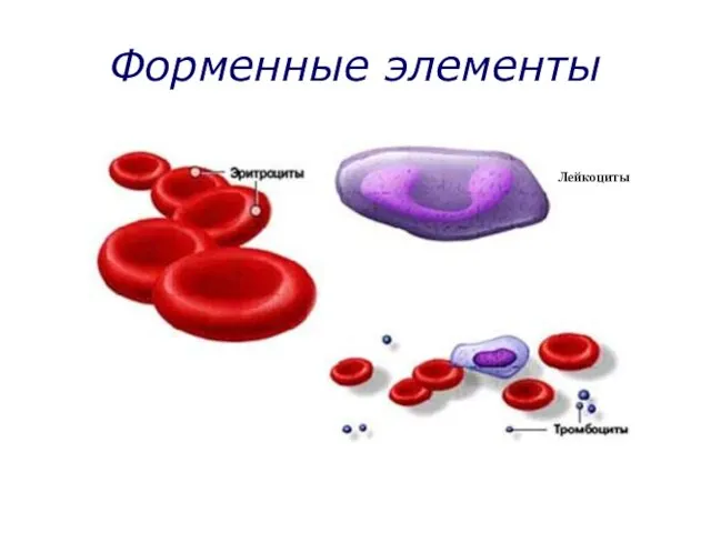 Форменные элементы Лейкоциты