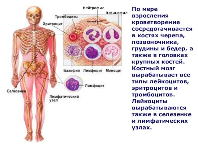 По мере взросления кроветворение сосредотачивается в костях черепа, позвоночника, грудины