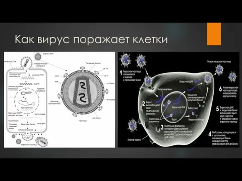 Как вирус поражает клетки