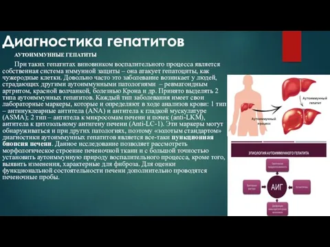 Диагностика гепатитов АУТОИММУННЫЕ ГЕПАТИТЫ При таких гепатитах виновником воспалительного процесса