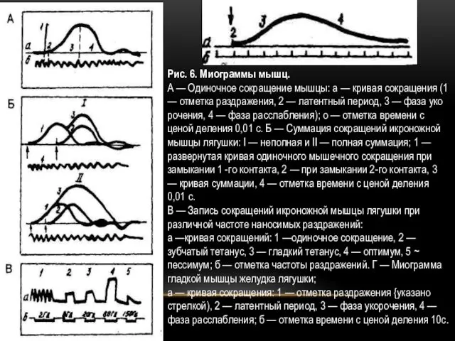 Рис. 6. Миограммы мышц. А — Одиночное сокращение мышцы: а