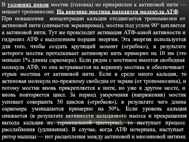 В условиях покоя мостик (головка) не прикреплен к актиновой нити