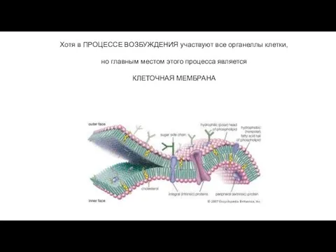 Хотя в ПРОЦЕССЕ ВОЗБУЖДЕНИЯ участвуют все органеллы клетки, но главным местом этого процесса является КЛЕТОЧНАЯ МЕМБРАНА