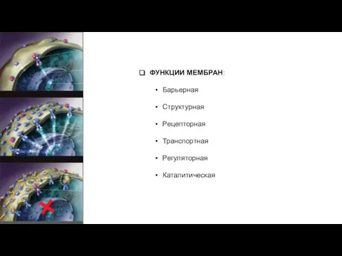 ФУНКЦИИ МЕМБРАН: Барьерная Структурная Рецепторная Транспортная Регуляторная Каталитическая