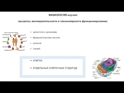 целостного организма физиологических систем органов тканей клеток отдельных клеточных структур