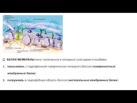 БЕЛКИ МЕМБРАНЫ могут включаться в липидный слой двумя способами: связываясь