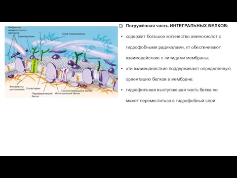 Погружённая часть ИНТЕГРАЛЬНЫХ БЕЛКОВ: содержит большое количество аминокислот с гидрофобными