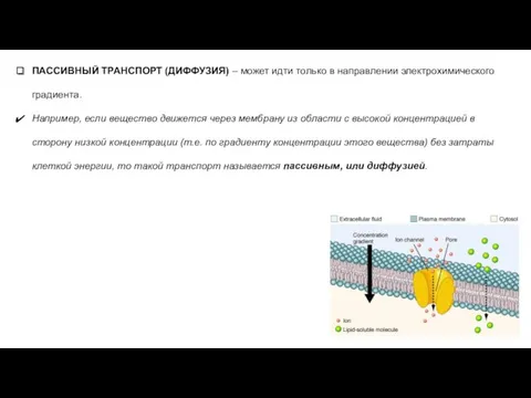 ПАССИВНЫЙ ТРАНСПОРТ (ДИФФУЗИЯ) – может идти только в направлении электрохимического