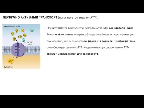 ПЕРВИЧНО АКТИВНЫЙ ТРАНСПОРТ (используется энергия АТФ): Осуществляется в результате деятельности