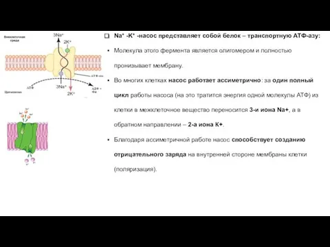 Na+ -K+ -насос представляет собой белок – транспортную АТФ-азу: Молекула