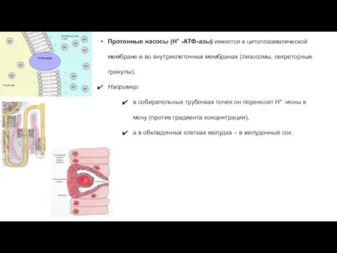 Протонные насосы (H+ -АТФ-азы) имеются в цитоплазматической мембране и во