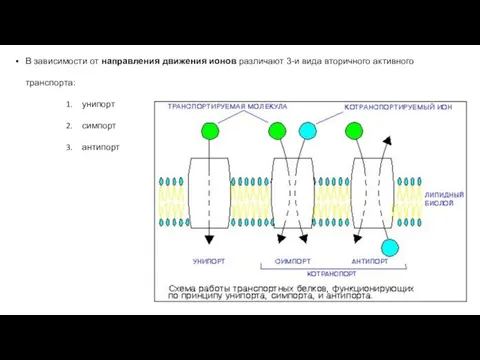 В зависимости от направления движения ионов различают 3-и вида вторичного активного транспорта: унипорт симпорт антипорт